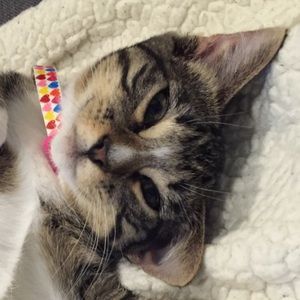 Meet your Posher, Celina